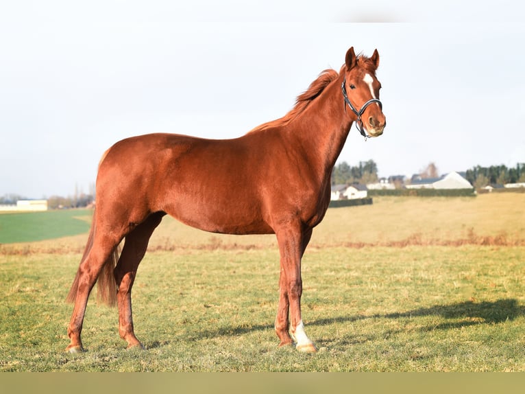 Westphalian Mare 5 years 17,3 hh Chestnut-Red in Kirchberg