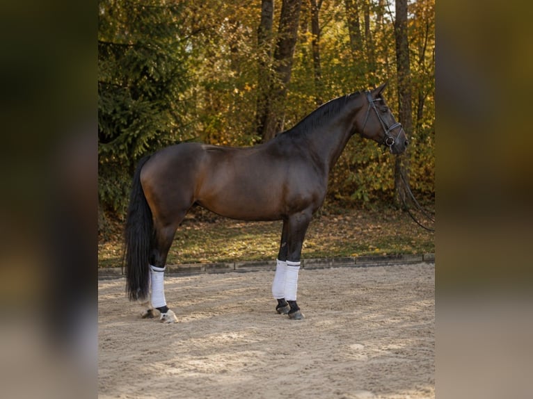 Westphalian Mare 5 years 17 hh Bay-Dark in Pulheim