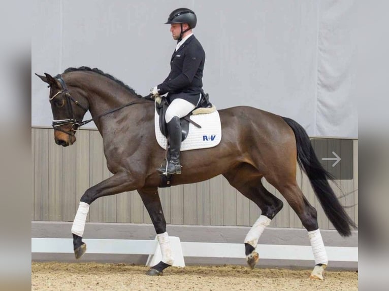 Westphalian Mare 5 years 17 hh Bay-Dark in Pulheim