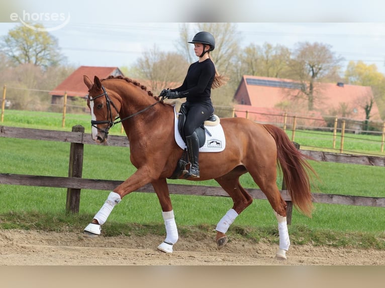 Westphalian Mare 5 years 17 hh Chestnut-Red in Altenberge