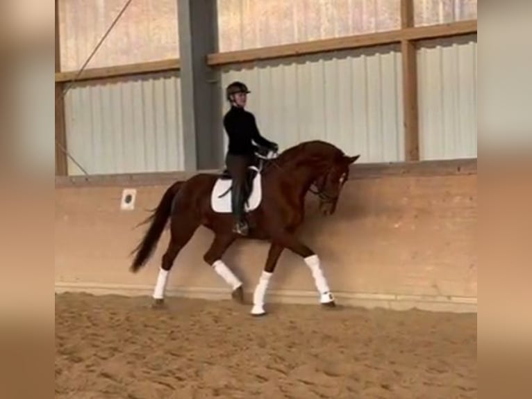 Westphalian Mare 5 years 17 hh Chestnut-Red in Plech