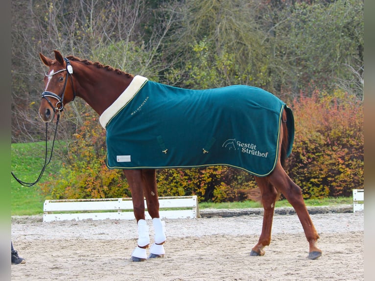 Westphalian Mare 5 years 17 hh Chestnut-Red in Plech