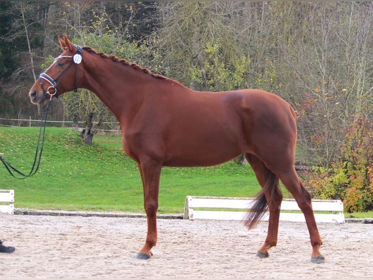 Westphalian Mare 5 years 17 hh Chestnut-Red in Plech