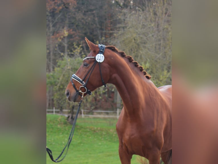 Westphalian Mare 5 years 17 hh Chestnut-Red in Plech