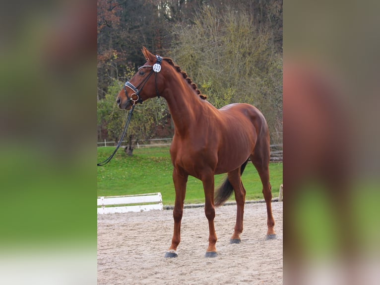 Westphalian Mare 5 years 17 hh Chestnut-Red in Plech