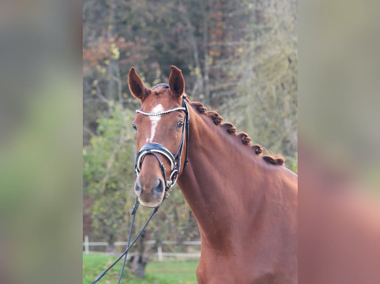 Westphalian Mare 5 years 17 hh Chestnut-Red in Plech