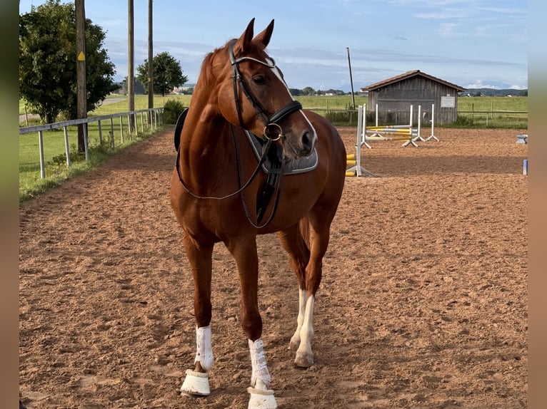 Westphalian Mare 5 years 17 hh Chestnut-Red in Kaufbeuren