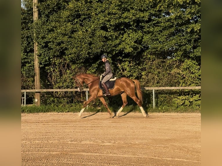 Westphalian Mare 5 years 17 hh Chestnut-Red in Kaufbeuren