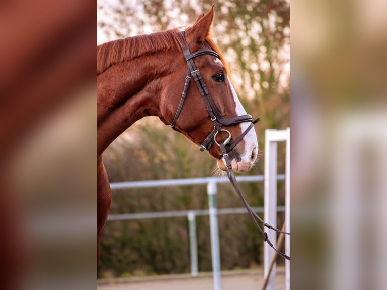 Westphalian Mare 5 years 17 hh Chestnut-Red in K&#xFC;rten