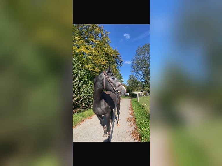 Westphalian Mare 5 years 17 hh Grey in Starnberg