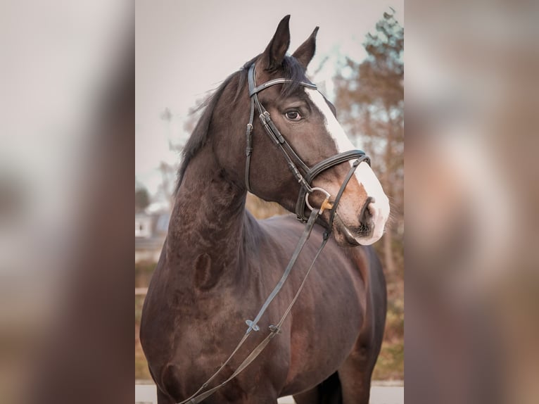 Westphalian Mare 5 years 17,2 hh Bay-Dark in Sankt Augustin