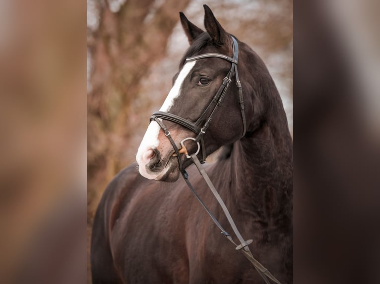 Westphalian Mare 5 years 17,2 hh Bay-Dark in Sankt Augustin