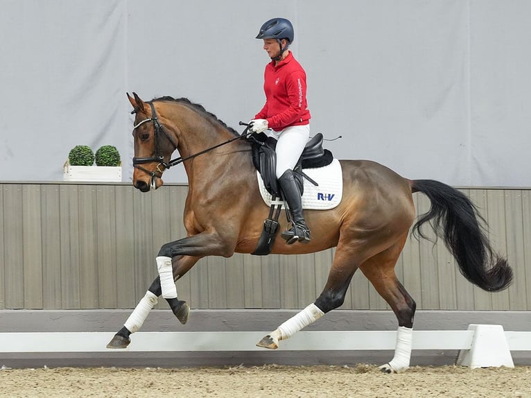 Westphalian Mare 5 years Brown in Münster-Handorf