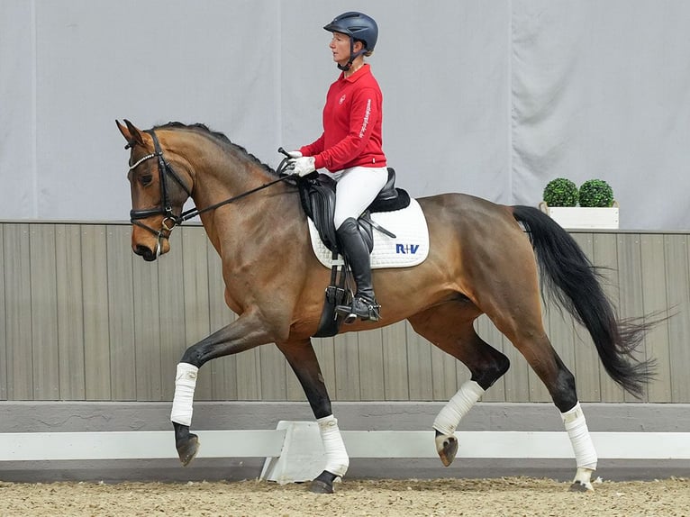 Westphalian Mare 5 years Brown in Münster-Handorf