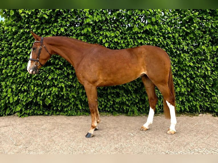Westphalian Mare 5 years Brown in Tönisvorst