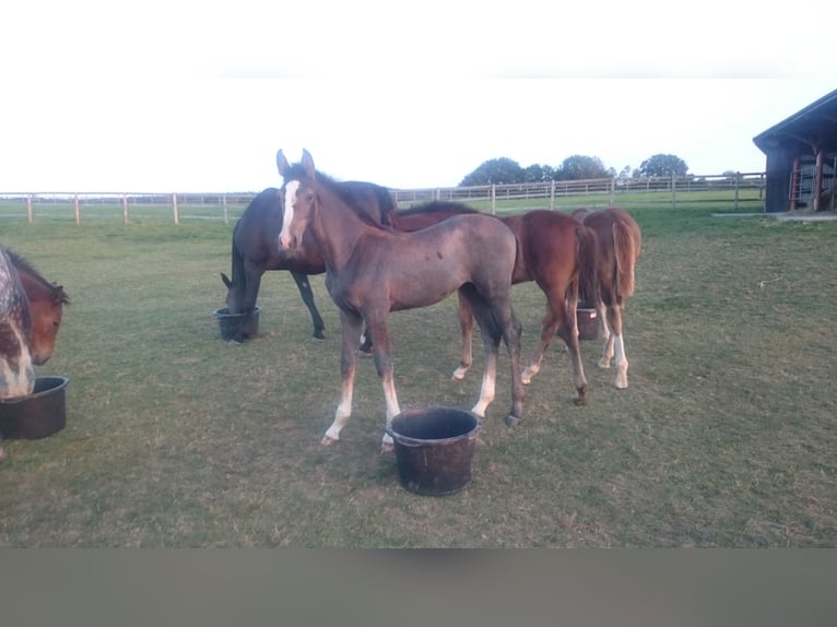 Westphalian Mare 5 years Gray in Waldbröl