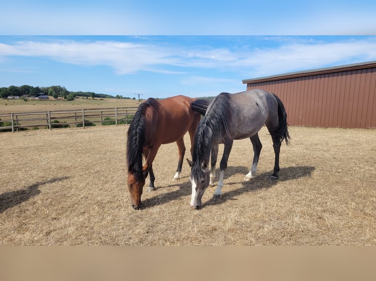 Westphalian Mare 5 years Gray in Waldbröl