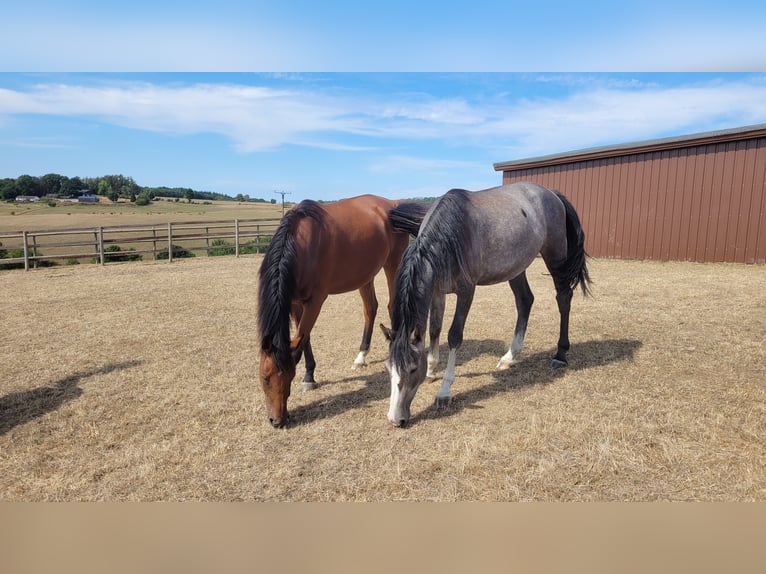 Westphalian Mare 5 years Grey in Waldbr&#xF6;l