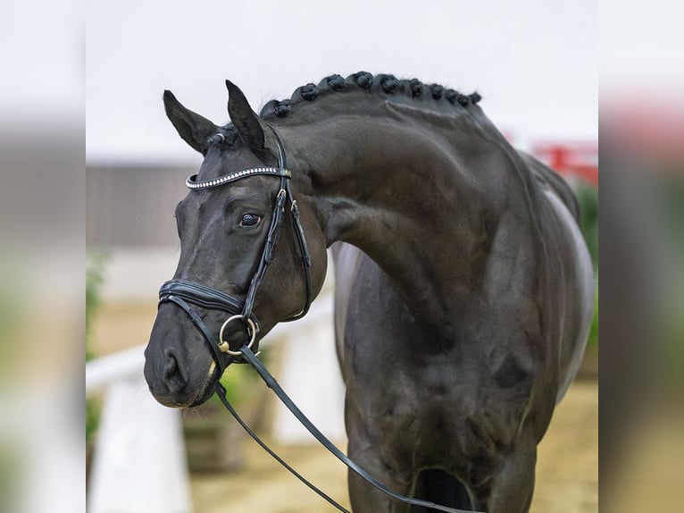 Westphalian Mare 5 years Smoky-Black in Münster-Handorf