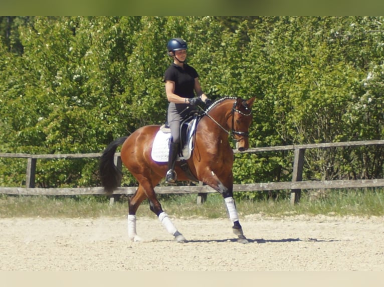 Westphalian Mare 6 years 15.1 hh Brown in Iserlohn