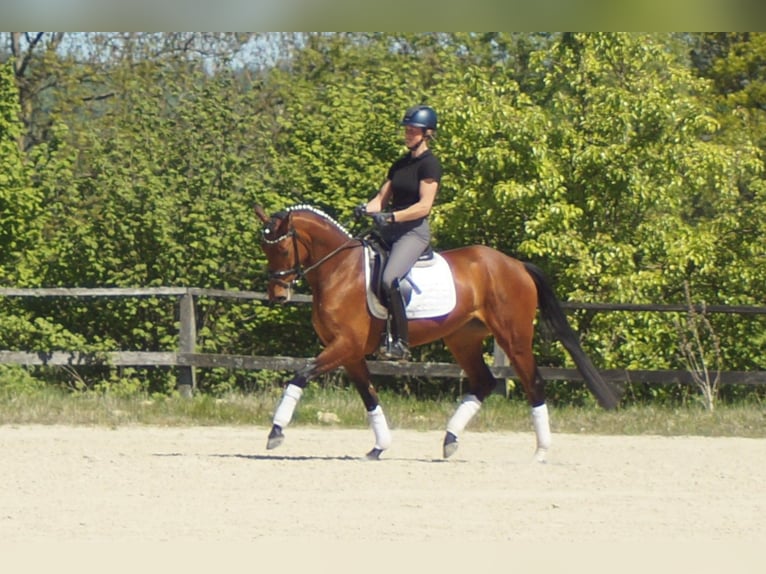 Westphalian Mare 6 years 15.1 hh Brown in Iserlohn