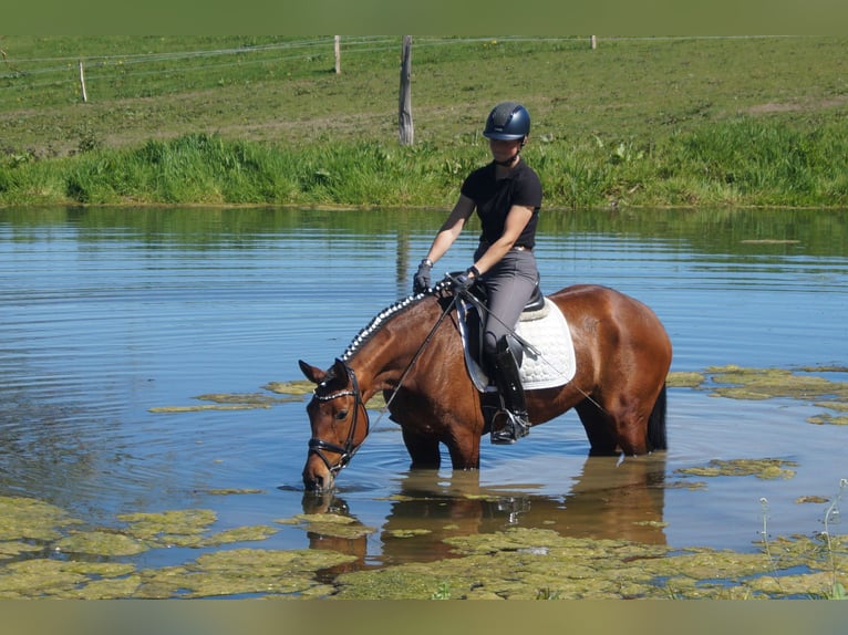 Westphalian Mare 6 years 15.1 hh Brown in Iserlohn