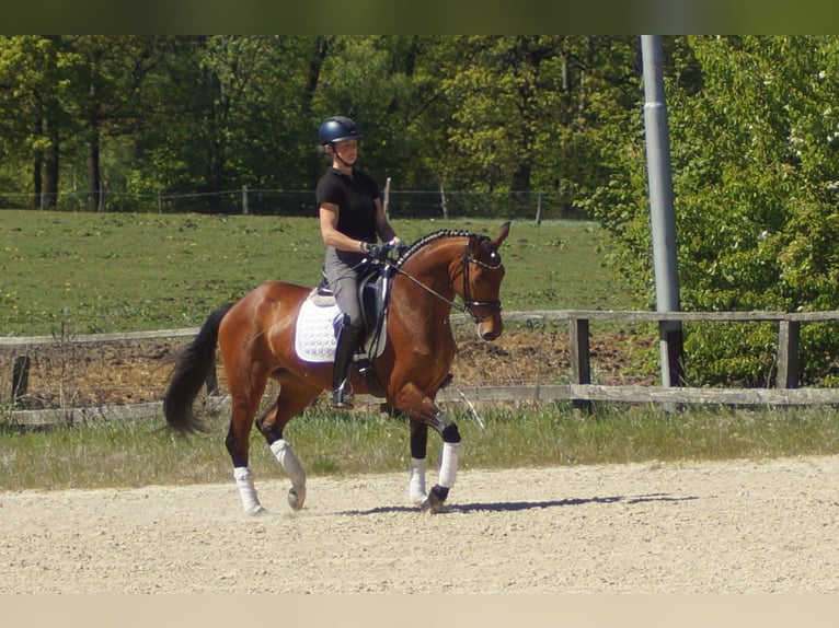 Westphalian Mare 6 years 15.1 hh Brown in Iserlohn