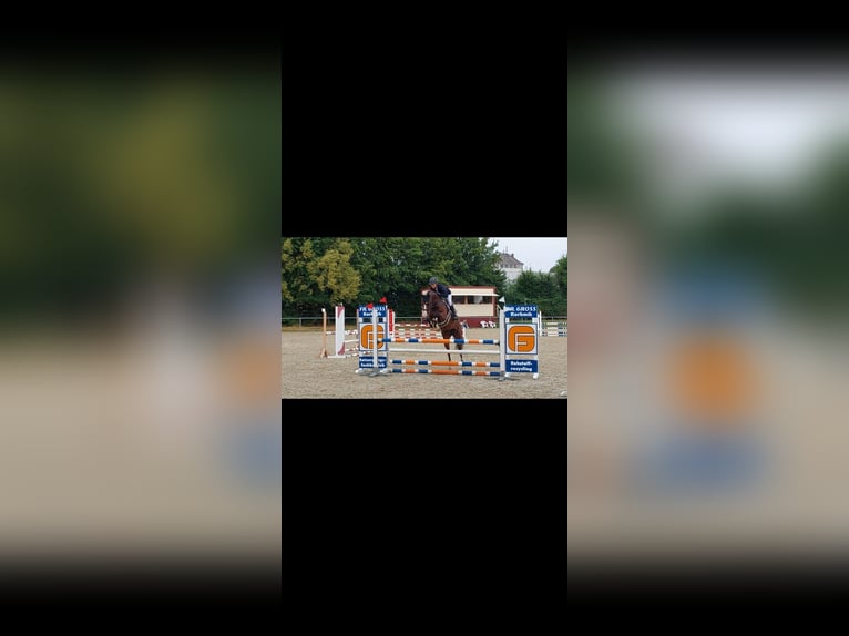 Westphalian Mare 6 years 15,2 hh Bay-Dark in Dahlenburg