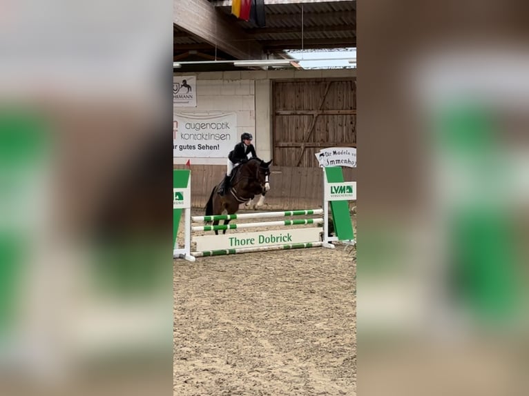 Westphalian Mare 6 years 15,2 hh Bay-Dark in Dahlenburg