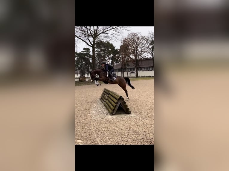 Westphalian Mare 6 years 15,2 hh Bay-Dark in Dahlenburg