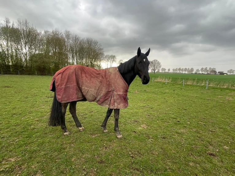 Westphalian Mare 6 years 15.2 hh Black in Welver
