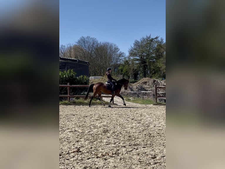 Westphalian Mare 6 years 15.2 hh Brown in Dortmund
