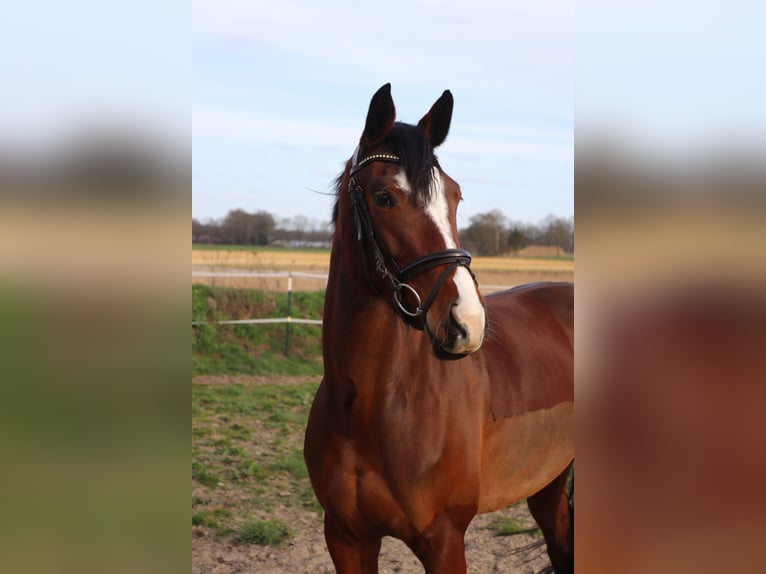 Westphalian Mare 6 years 15.2 hh Brown in Warendorf