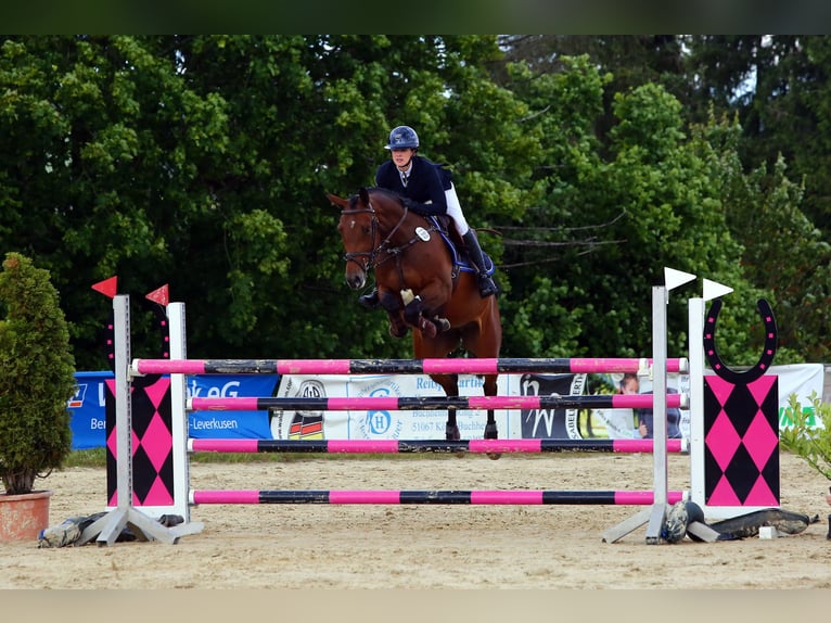 Westphalian Mare 6 years 15,2 hh Brown in Elsdorf