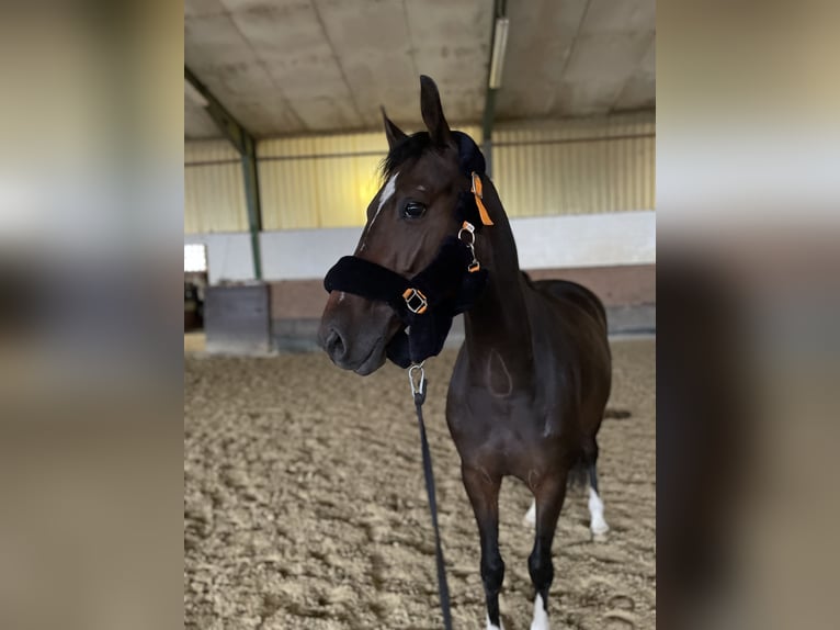 Westphalian Mare 6 years 15,2 hh Smoky-Black in Versmold