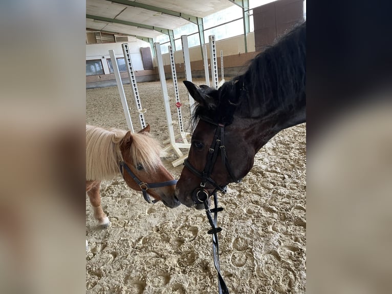 Westphalian Mare 6 years 15,2 hh Smoky-Black in Versmold