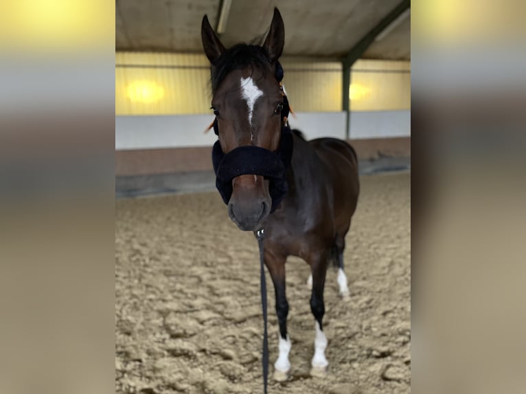 Westphalian Mare 6 years 15,2 hh Smoky-Black in Versmold