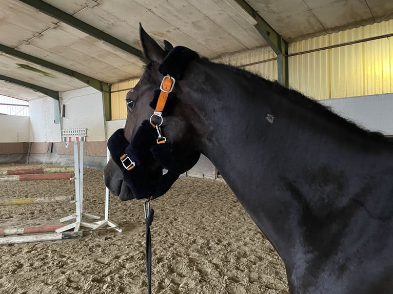 Westphalian Mare 6 years 15,2 hh Smoky-Black in Versmold