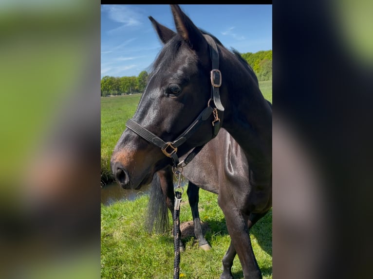 Westphalian Mare 6 years 15.3 hh Bay-Dark in Soest