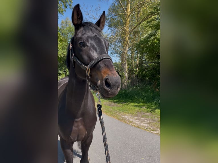 Westphalian Mare 6 years 15.3 hh Bay-Dark in Soest