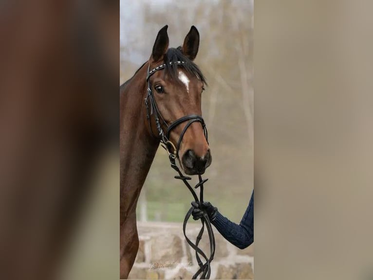 Westphalian Mare 6 years 15,3 hh Brown in Bad Pyrmont