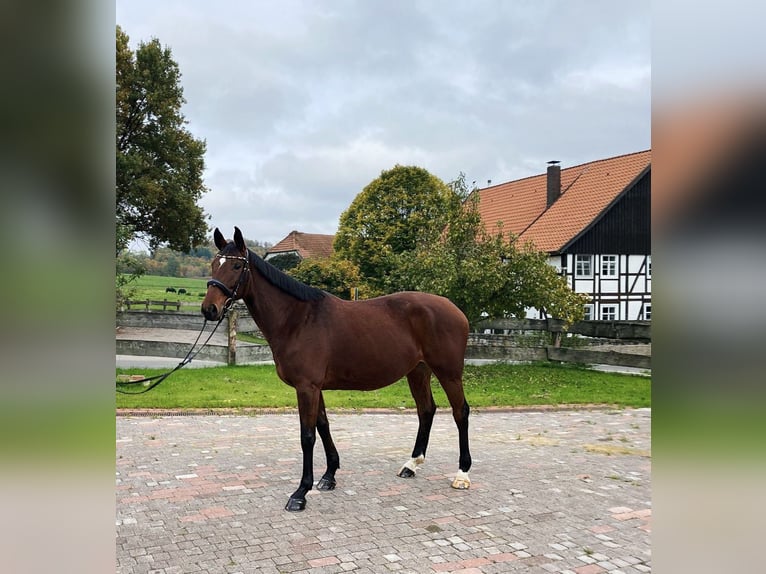 Westphalian Mare 6 years 15,3 hh Brown in Bad Pyrmont