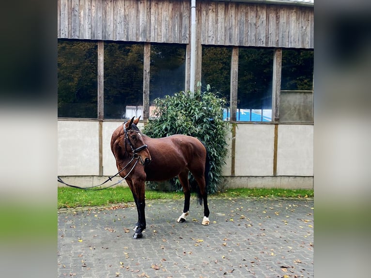 Westphalian Mare 6 years 15,3 hh Brown in Bad Pyrmont