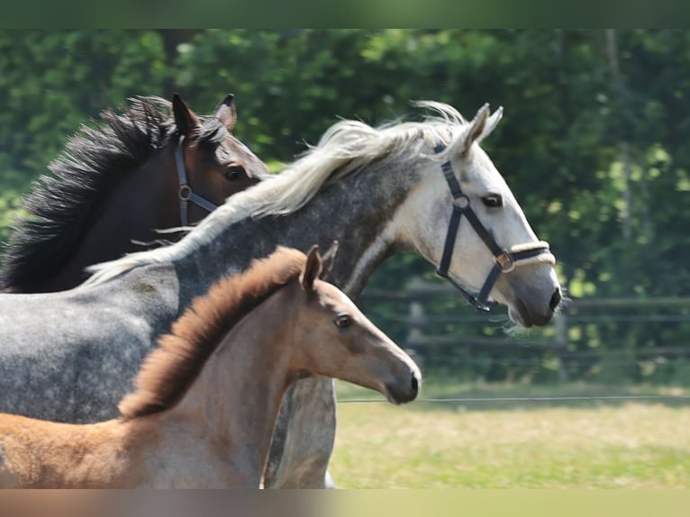 Westphalian Mare 6 years 15,3 hh Gray in Laer