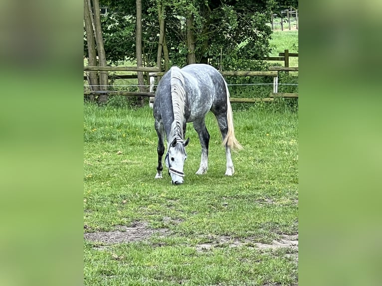 Westphalian Mare 6 years 15,3 hh Gray in Laer