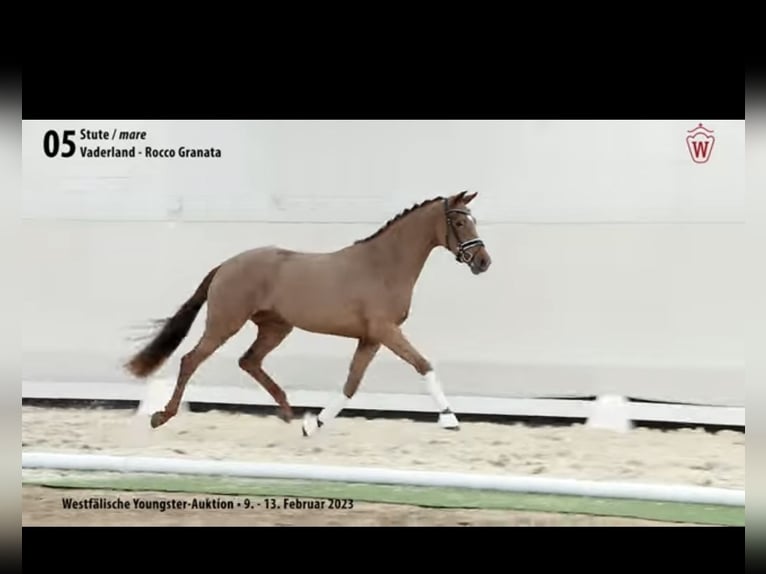 Westphalian Mare 6 years 15,2 hh Chestnut in Kaltenkirchen