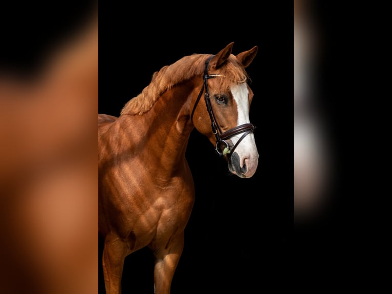 Westphalian Mare 6 years 15,3 hh Chestnut-Red in Nieder-Olm