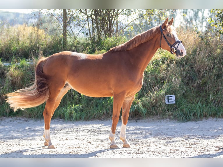 Westphalian Mare 6 years 15,3 hh Chestnut-Red in Nieder-Olm