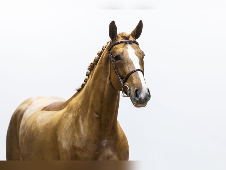 Westphalian Mare 6 years 15,3 hh  in Waddinxveen