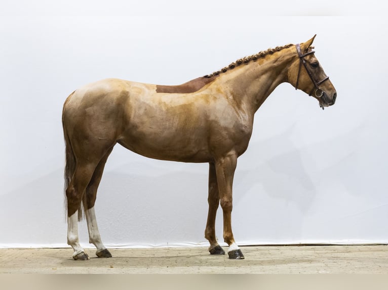 Westphalian Mare 6 years 15,3 hh  in Waddinxveen